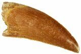 Serrated, Raptor Tooth - Real Dinosaur Tooth #295793-1